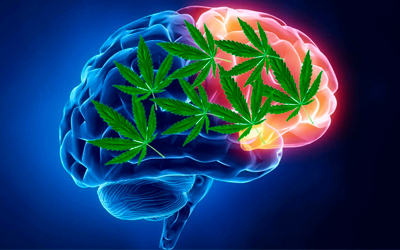 как действует марихуана на мозг